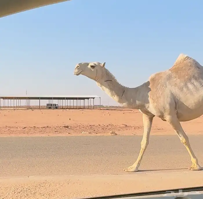 لقحه ثنو طيبه وقريب ولادها 0