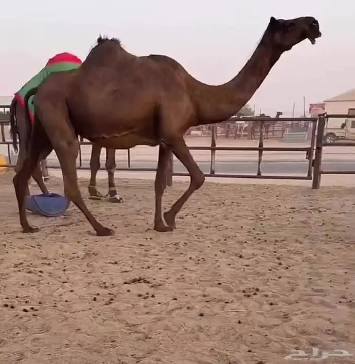 للقحه ام ثالث 0