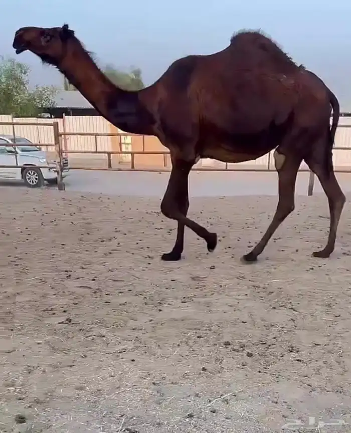 بكر للقحه 0