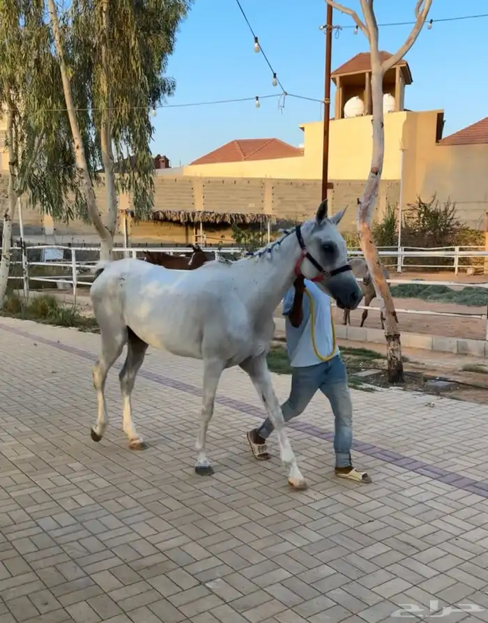 فرس شعبيه 2
