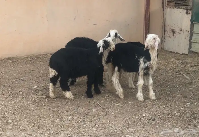 بهم نجد للبيع 2