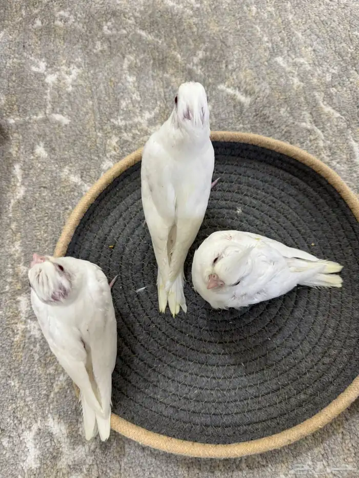 فروخ غر كروان البينو تم البيع 3