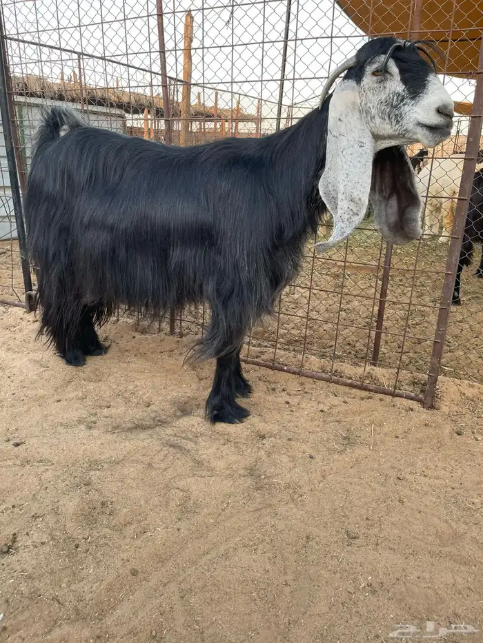 للبيع معزا عوارض فاخره 2