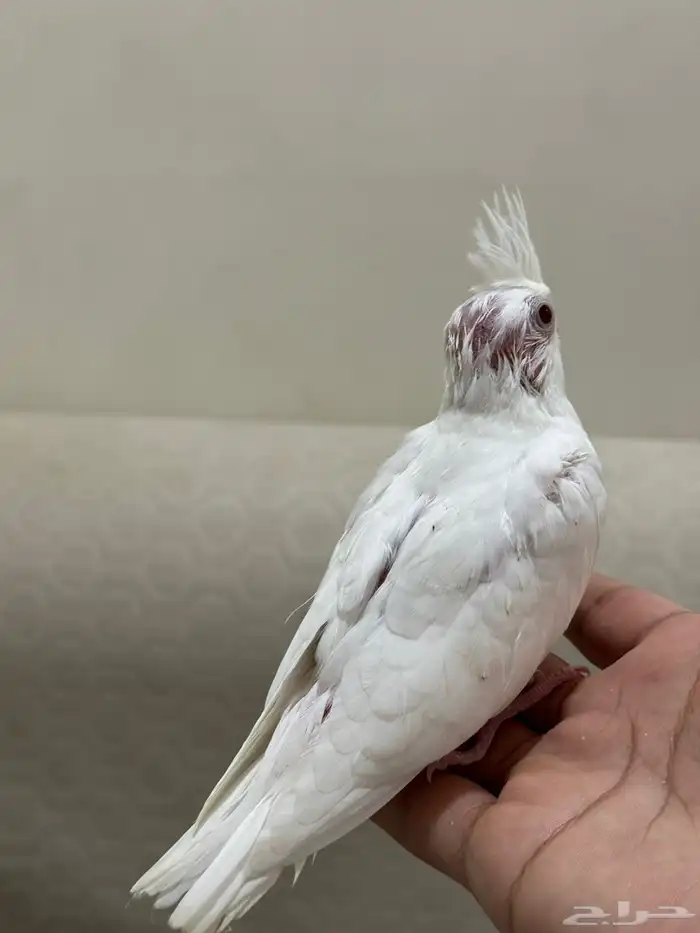 فروخ غر كروان البينو تم البيع 2