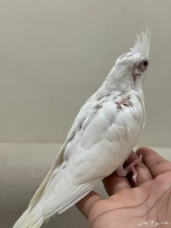 فروخ غر كروان البينو تم البيع 1