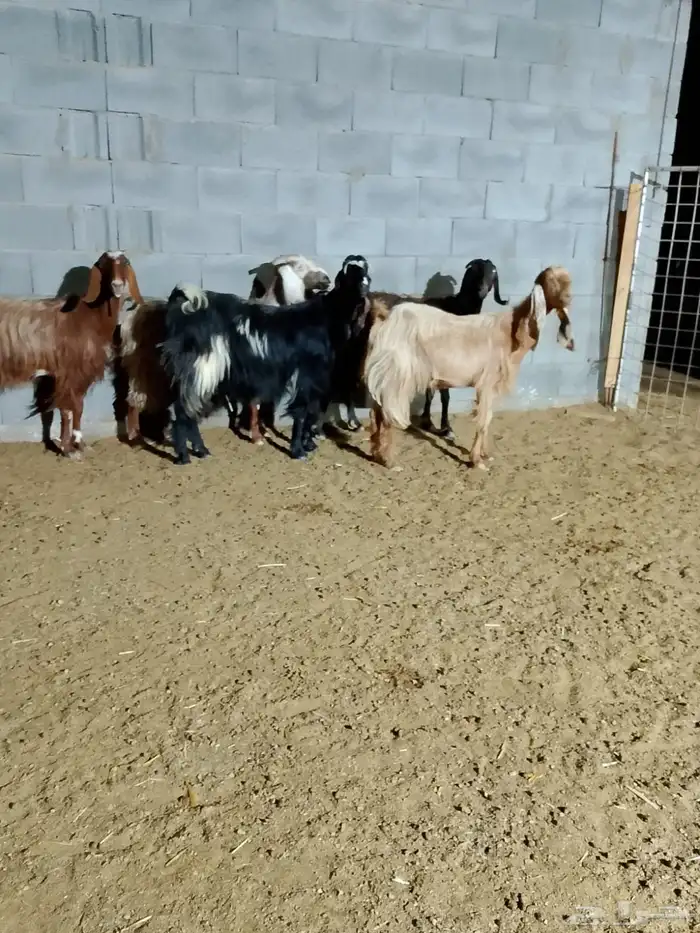( تم البيع ) معزا مضاريع 0