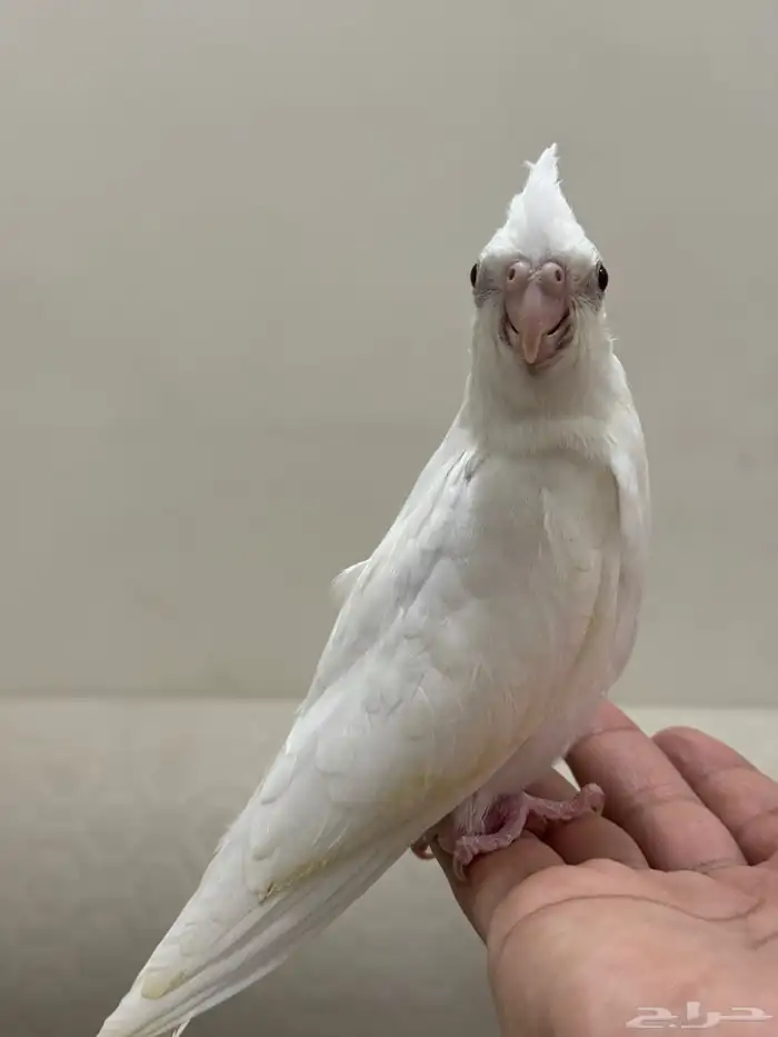 فروخ غر كروان البينو تم البيع 0