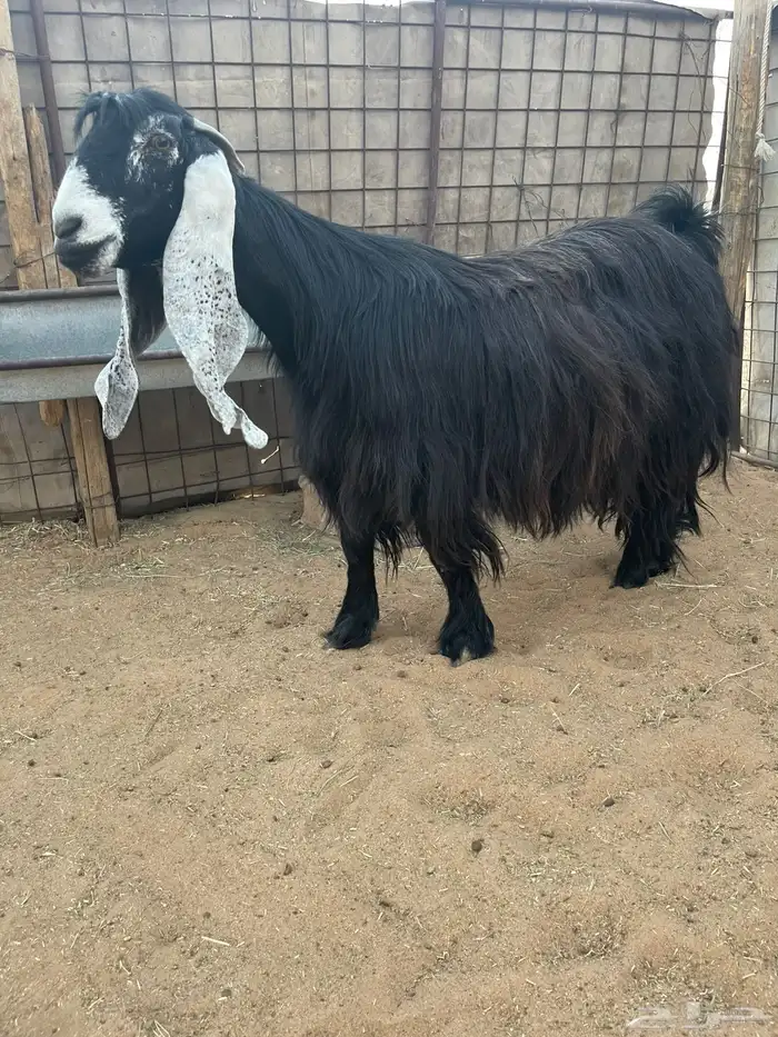 للبيع معزا عوارض فاخره 0
