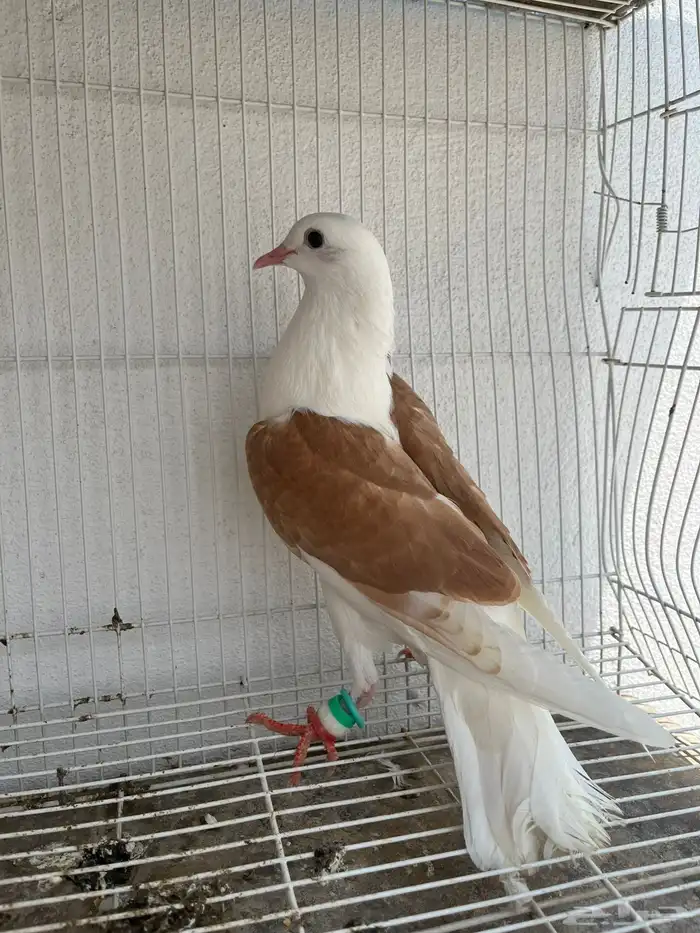 للبيع حمام نفاخ و حمام مفتل 1