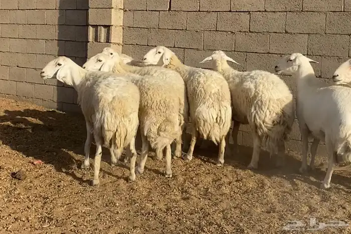 شياة حريات صنف ضغط عالي 3