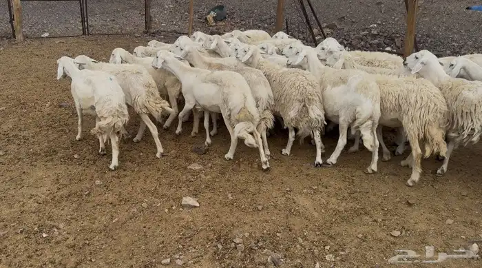 ضان حرياات مراح 3
