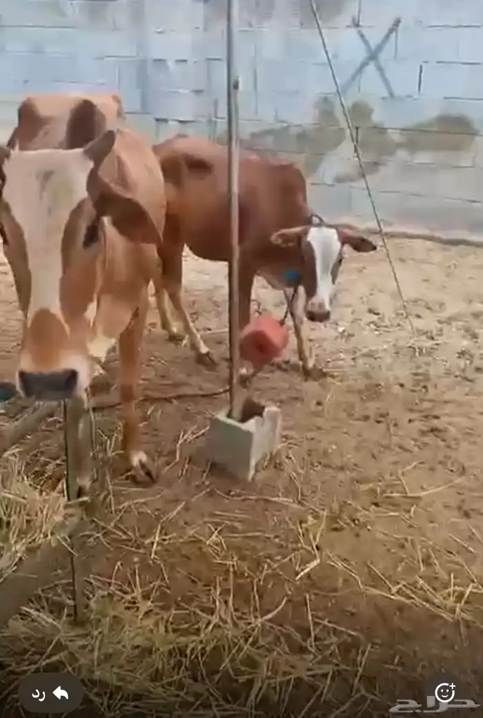 بقره للبيع مع بنتها الموقع المجارده 1