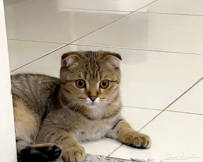 للبيع سكوتش فولد تايقر 1