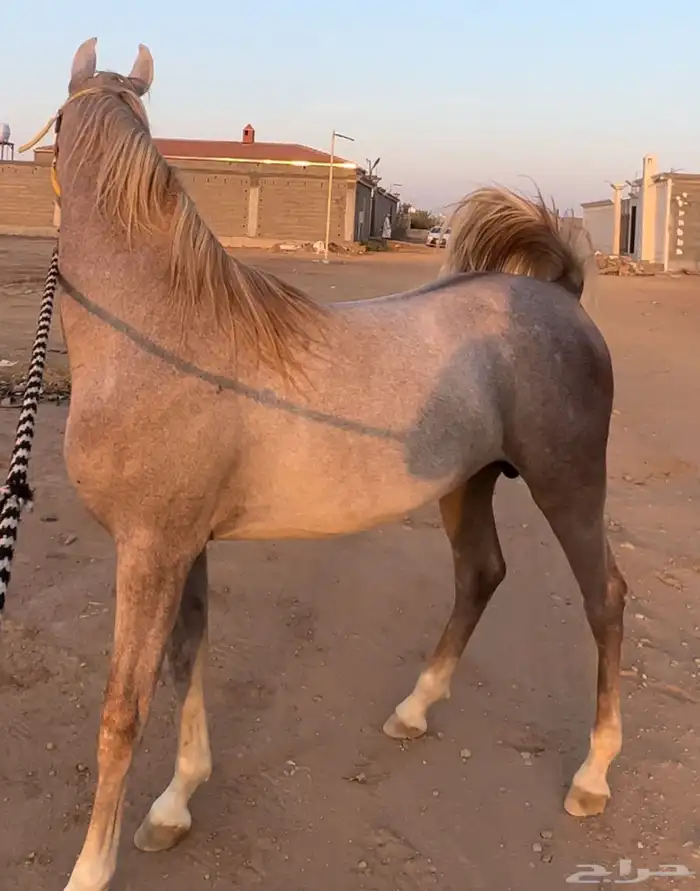 حصان مميز ورق 0
