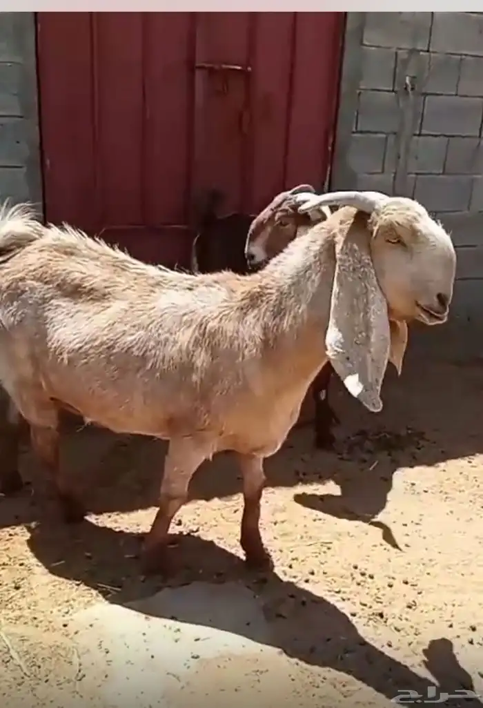 معزاء مشاريك 1