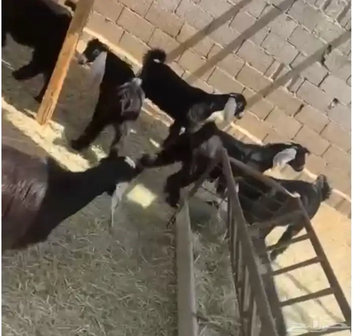 تيوس مخاصي 1