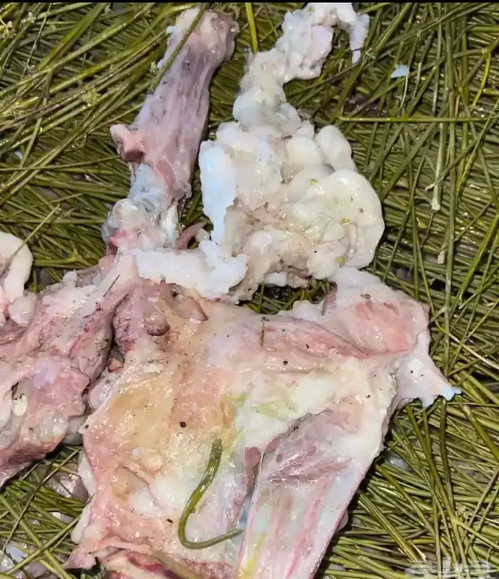 مرخ طازج للحنيذ والمندي يقطف يوم طلبك 2