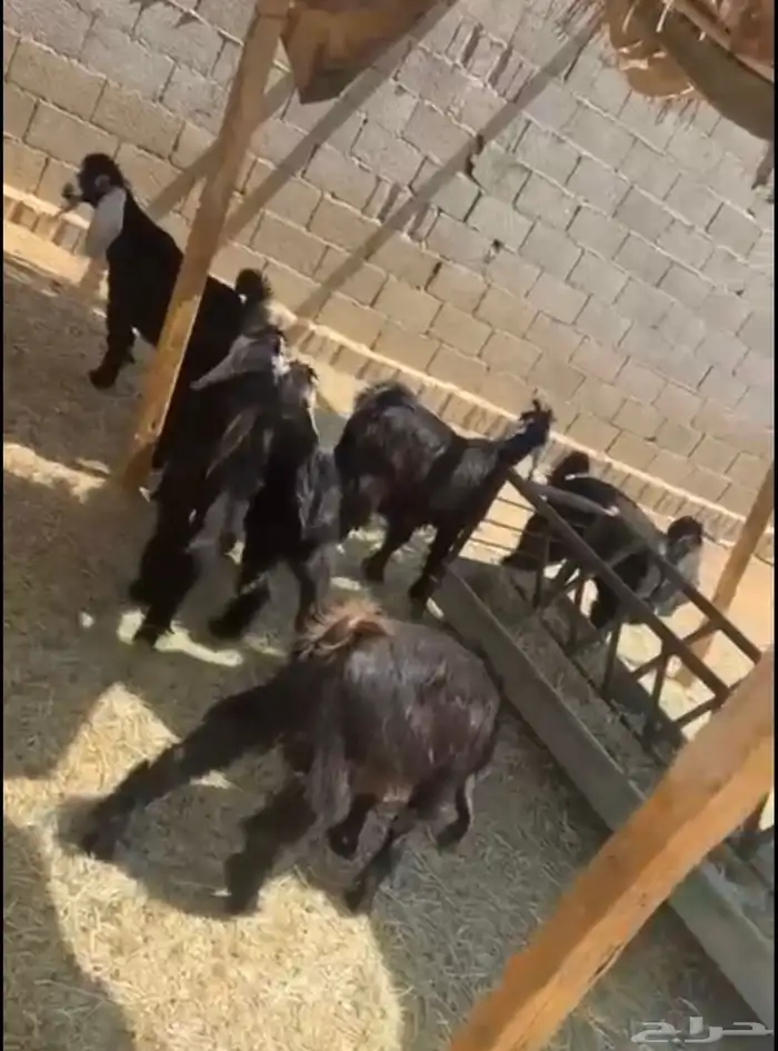 تيوس مخاصي 2