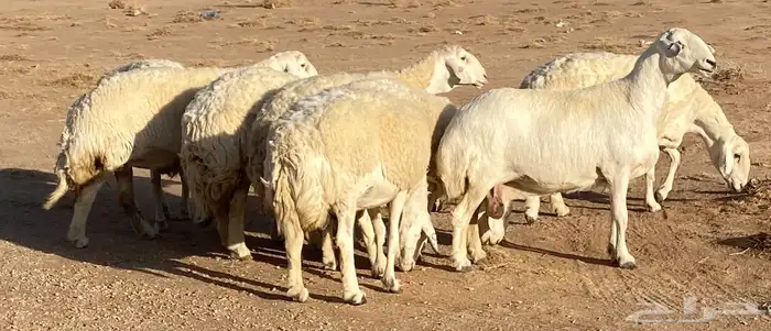 شياة حريات صنف ضغط عالي 0