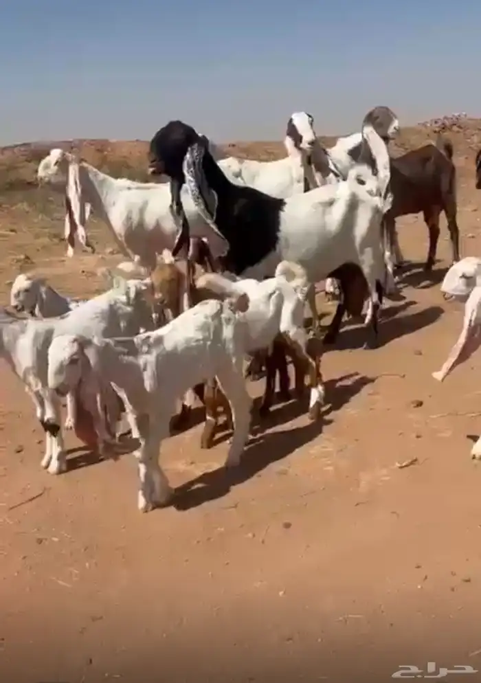 معزاء هولنديات جرم فااخر 0