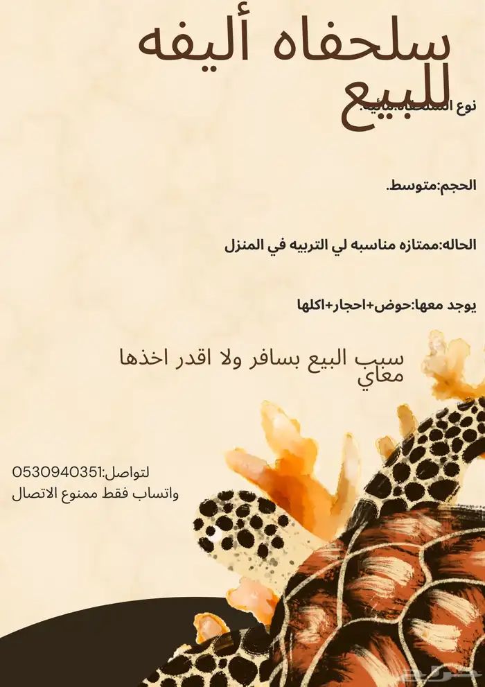 عندي سلحفاة مائيه أليفة للبيع  صحية ونشيطة ولله الحمد 1