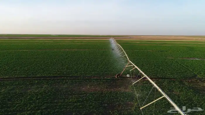 مشروع زراعة برسيم مطلوب شريك 1