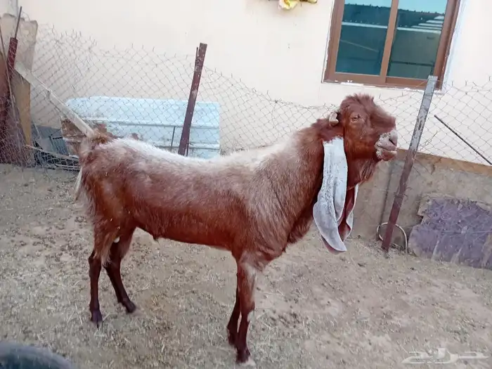 ماعز للبيع 1