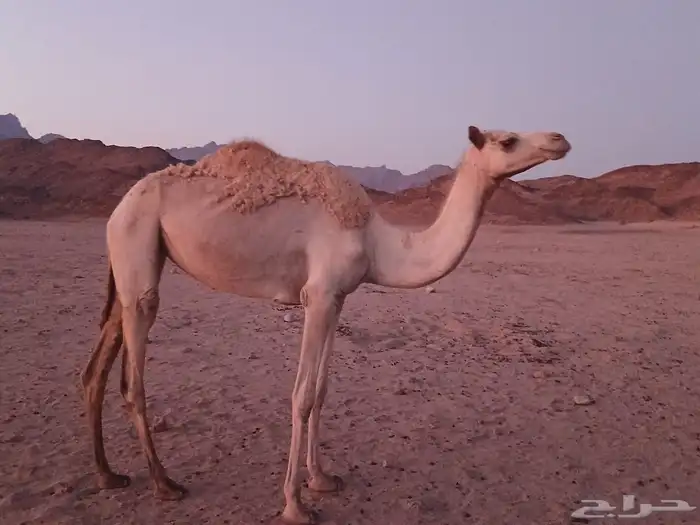 بكره مهجنه 0
