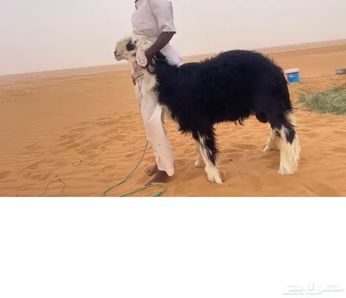 فحل خروف 0