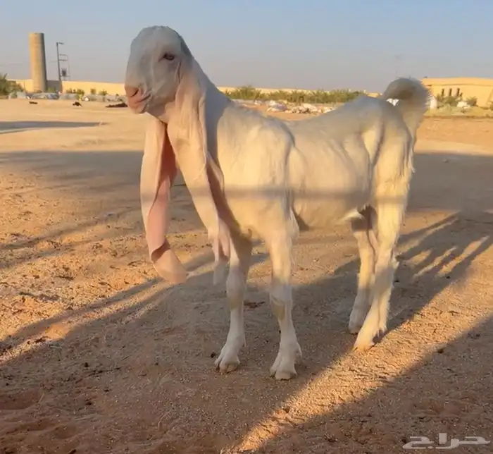 جفرة برصا نادرة 2