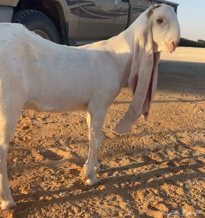جفرة برصا نادرة 1