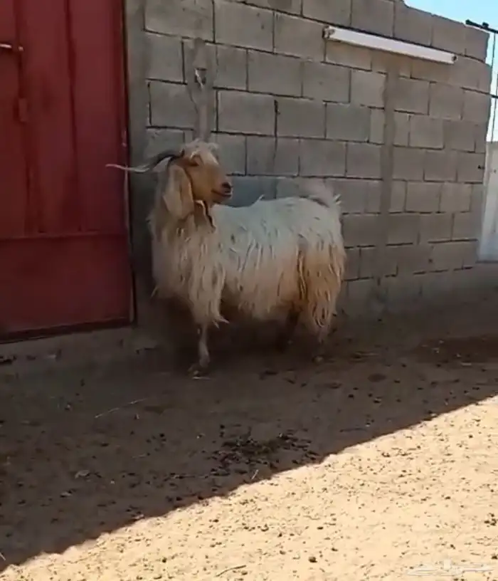 معزاء مشاريك 4