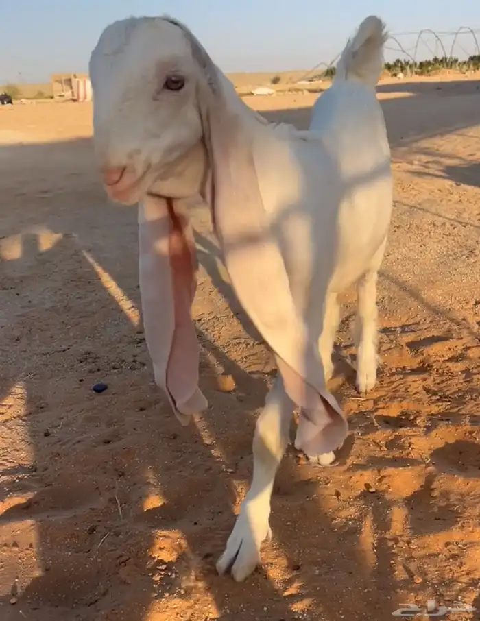 جفرة برصا نادرة 0