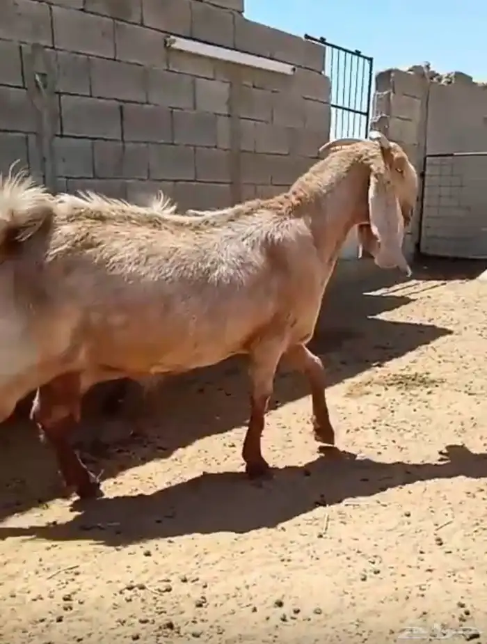معزاء مشاريك 5