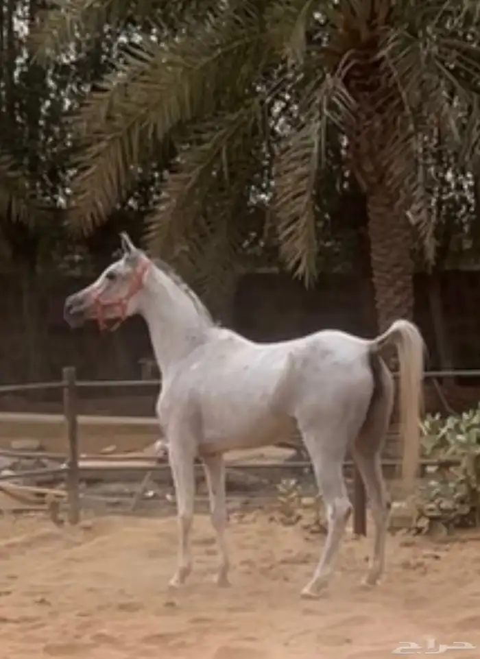فرس مصرية 1