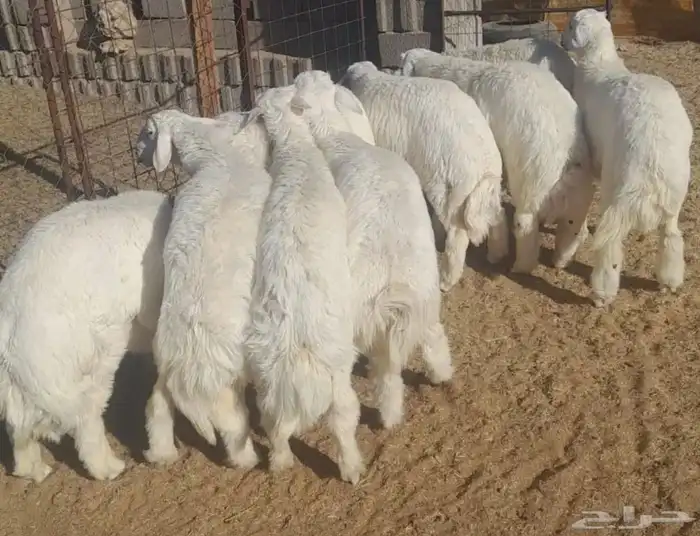 ذبايح طليان وتيوس بالكاش والتقسيط 0