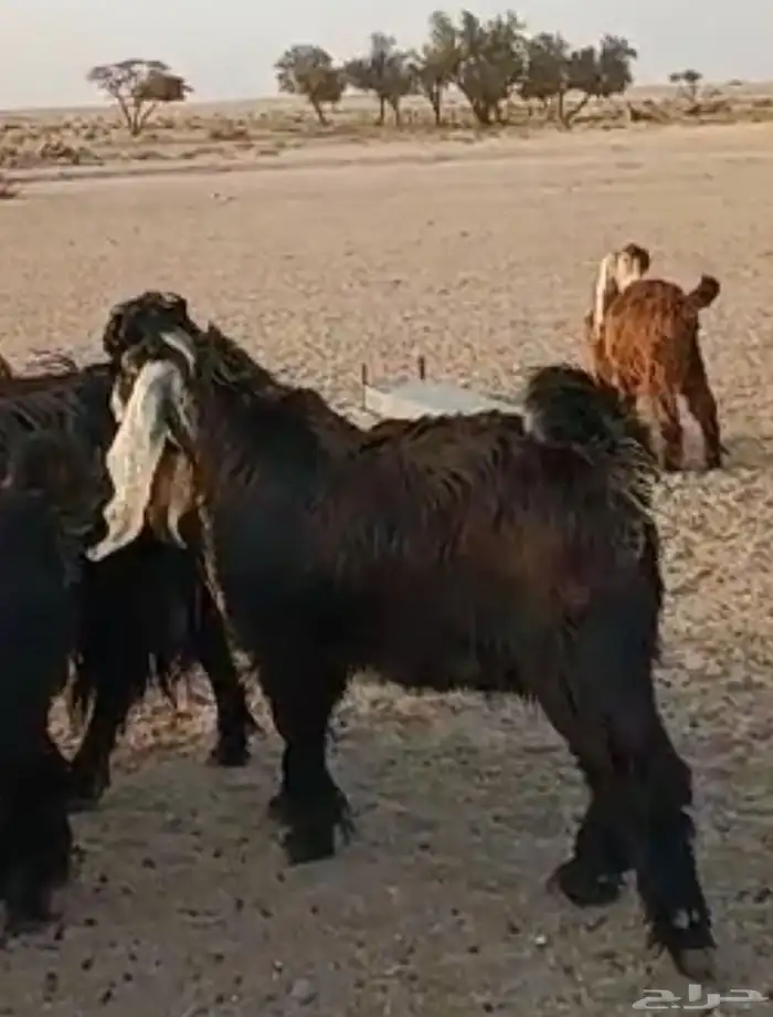 للبيع تيس فحل جذع 6