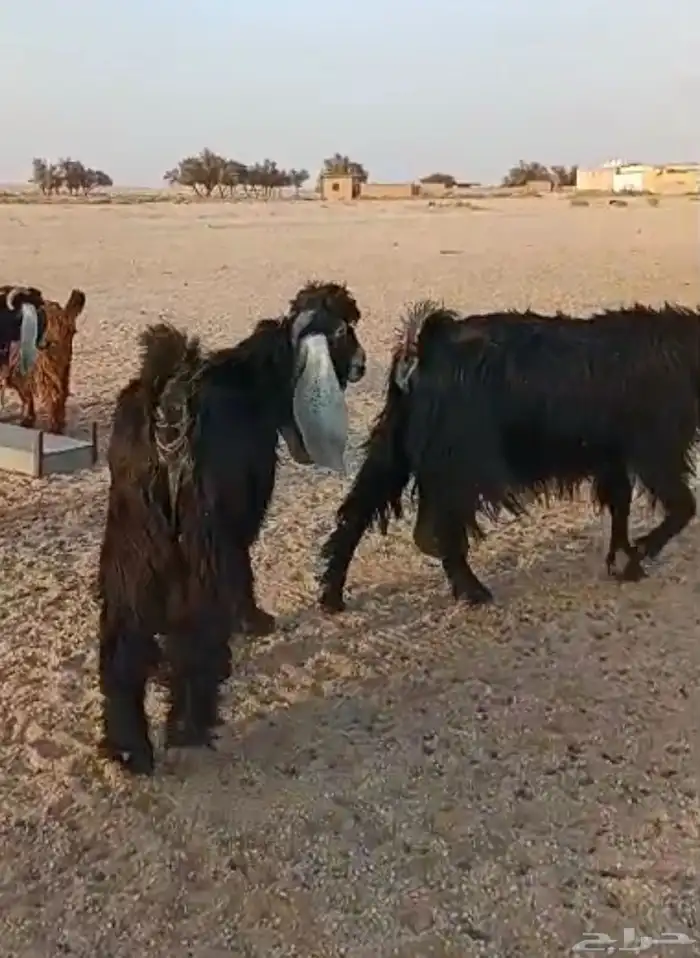 للبيع تيس فحل جذع 3