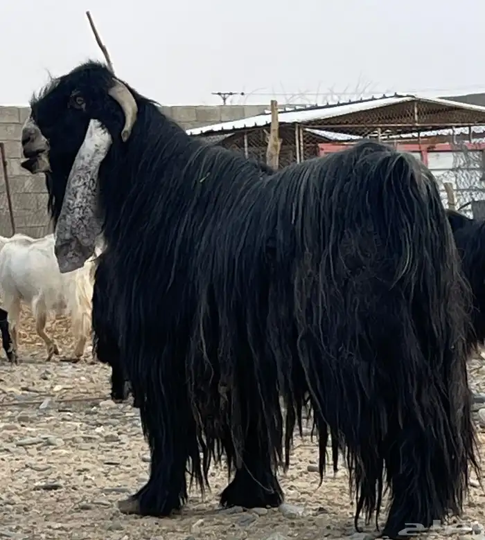 تيس فحل عارضي صنف الصنف 1