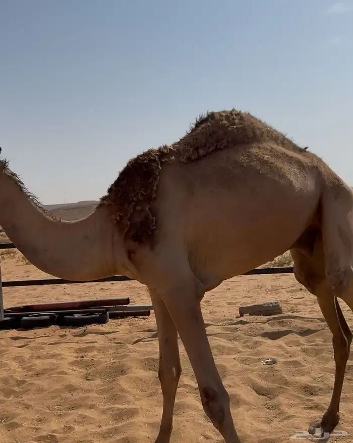 حق للبيع قصب 0