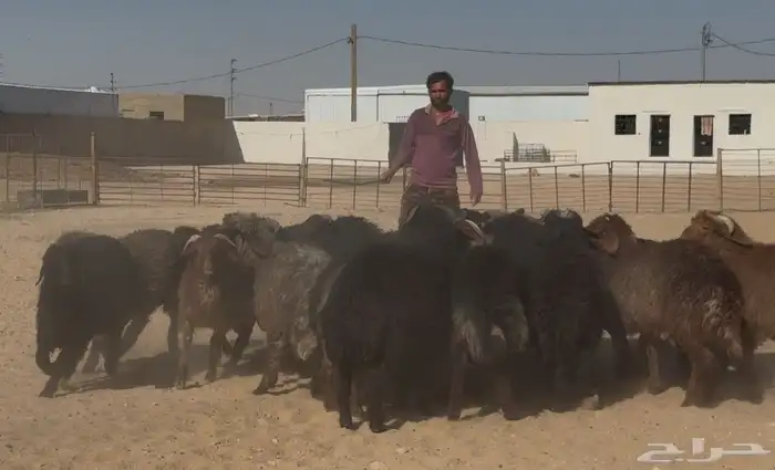 ذبايح مهجنه طيبه العدد 22 الغالب خروف 2
