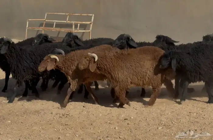 ذبايح مهجنه طيبه العدد 22 الغالب خروف 0