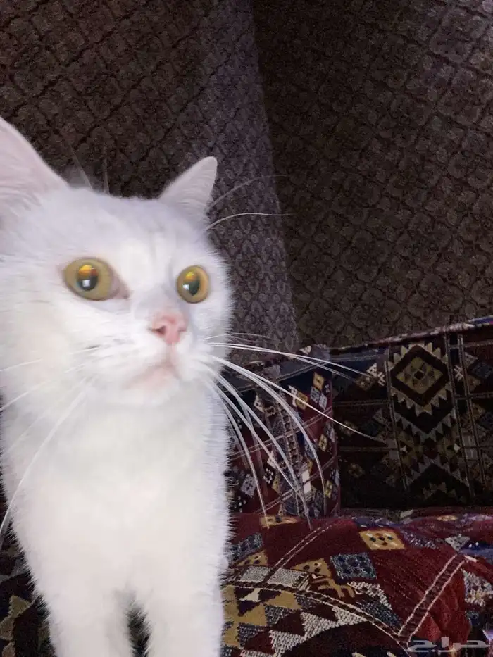 قط منزلي ابيض 1