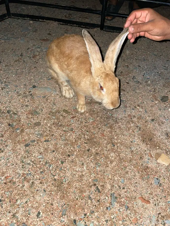 ارنب النوع انث 2
