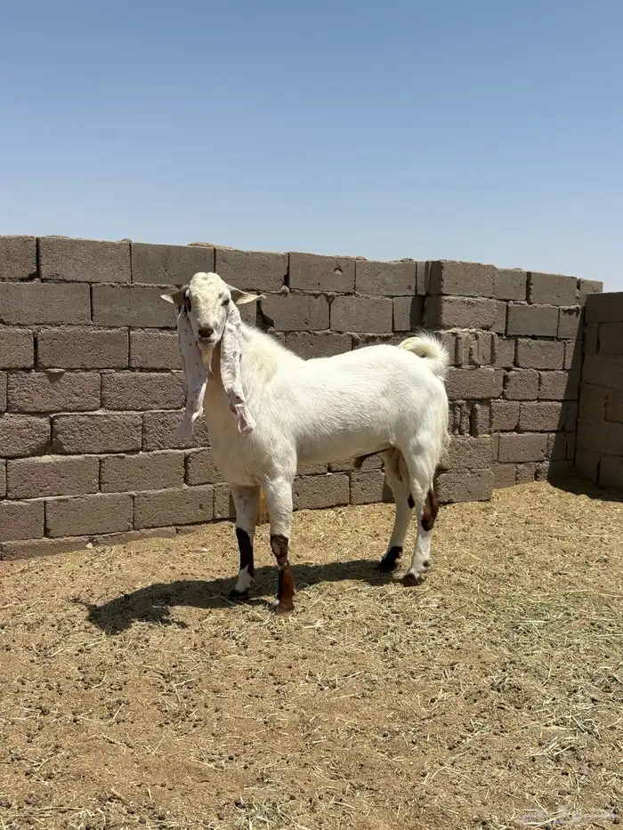 تيوس 4