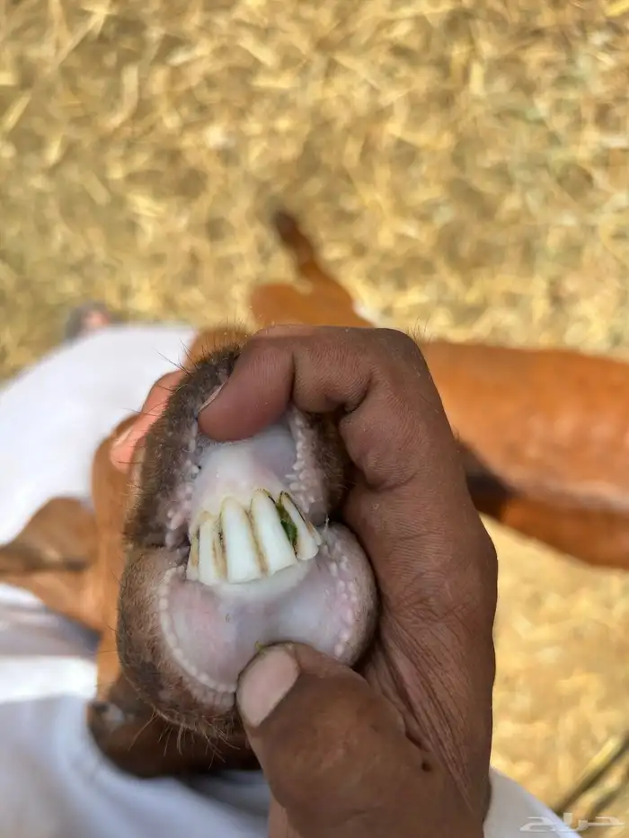 ماعز محايلي دهم 1
