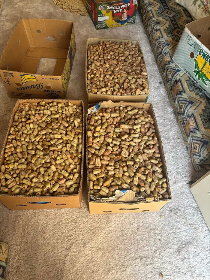 تمر بانواعه من انتاج مزرعتي بوادي ارن 5