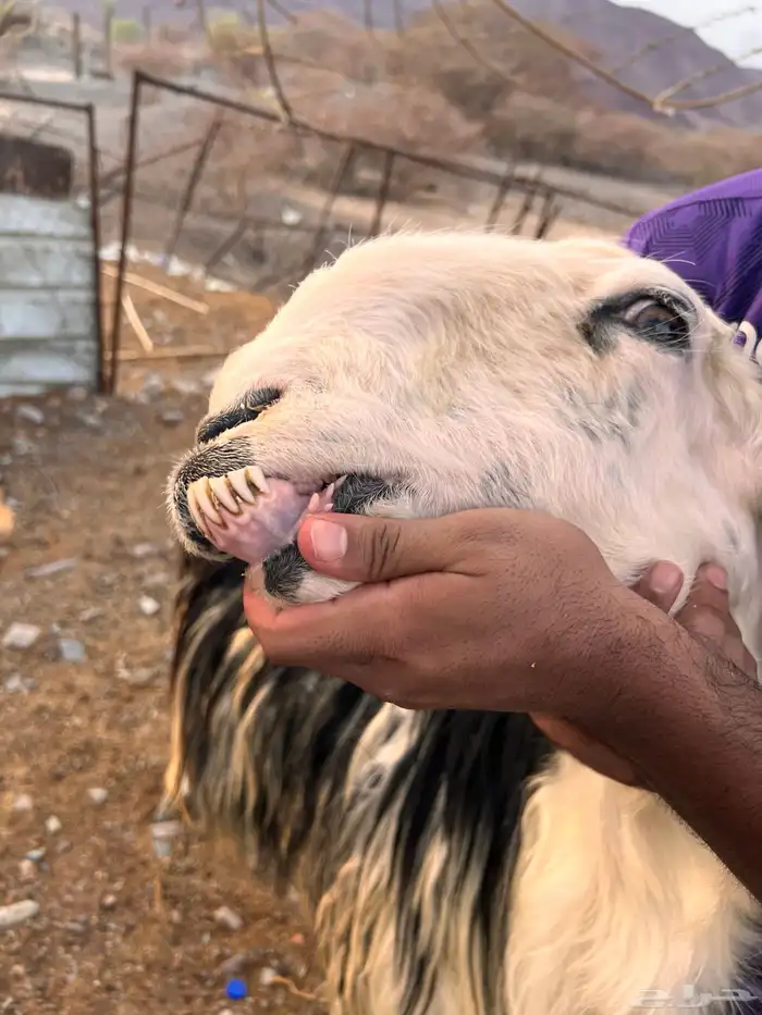 ضان نجد 9
