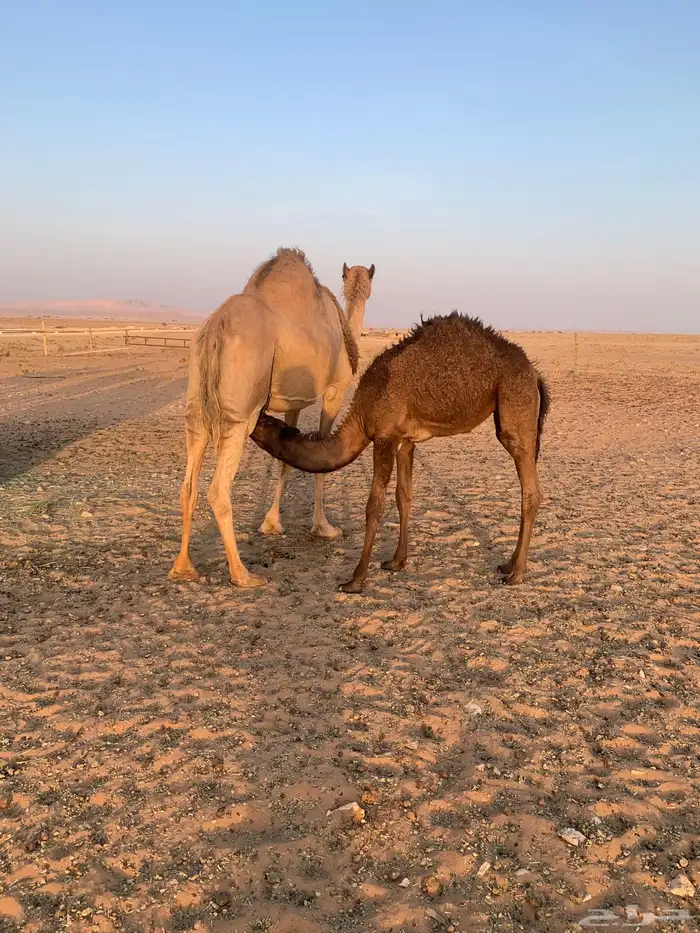 ناقة للبيع 1