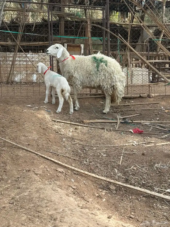 حبص صنف الصنف فاخر من الاخر 16